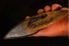 Placenticeras meeki -cretaceous - Dakota, USA
