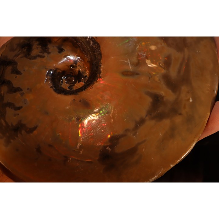 Placenticeras meeki -cretaceous - Dakota, USA