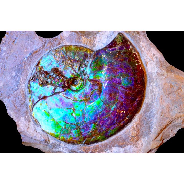 AMMOLITE : Placenticeras meeki - Alberta - CANADA