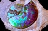 AMMOLITE : Placenticeras meeki - Alberta - CANADA