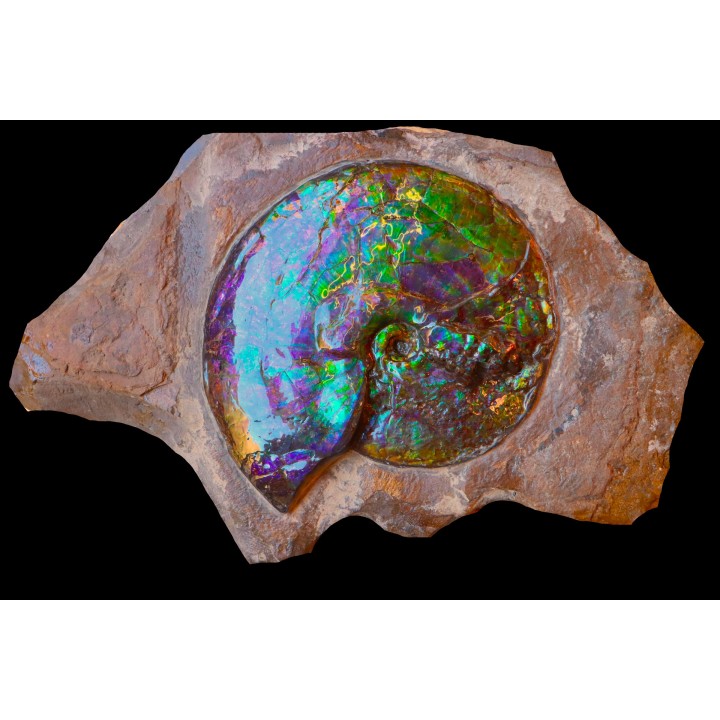 AMMOLITE : Placenticeras meeki - Alberta - CANADA