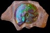 AMMOLITE : Placenticeras meeki - Alberta - CANADA