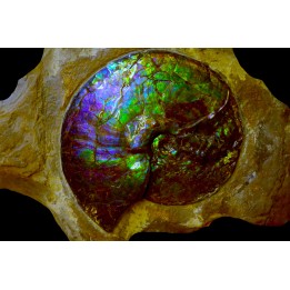 AMMOLITE : Placenticeras meeki - Alberta - CANADA