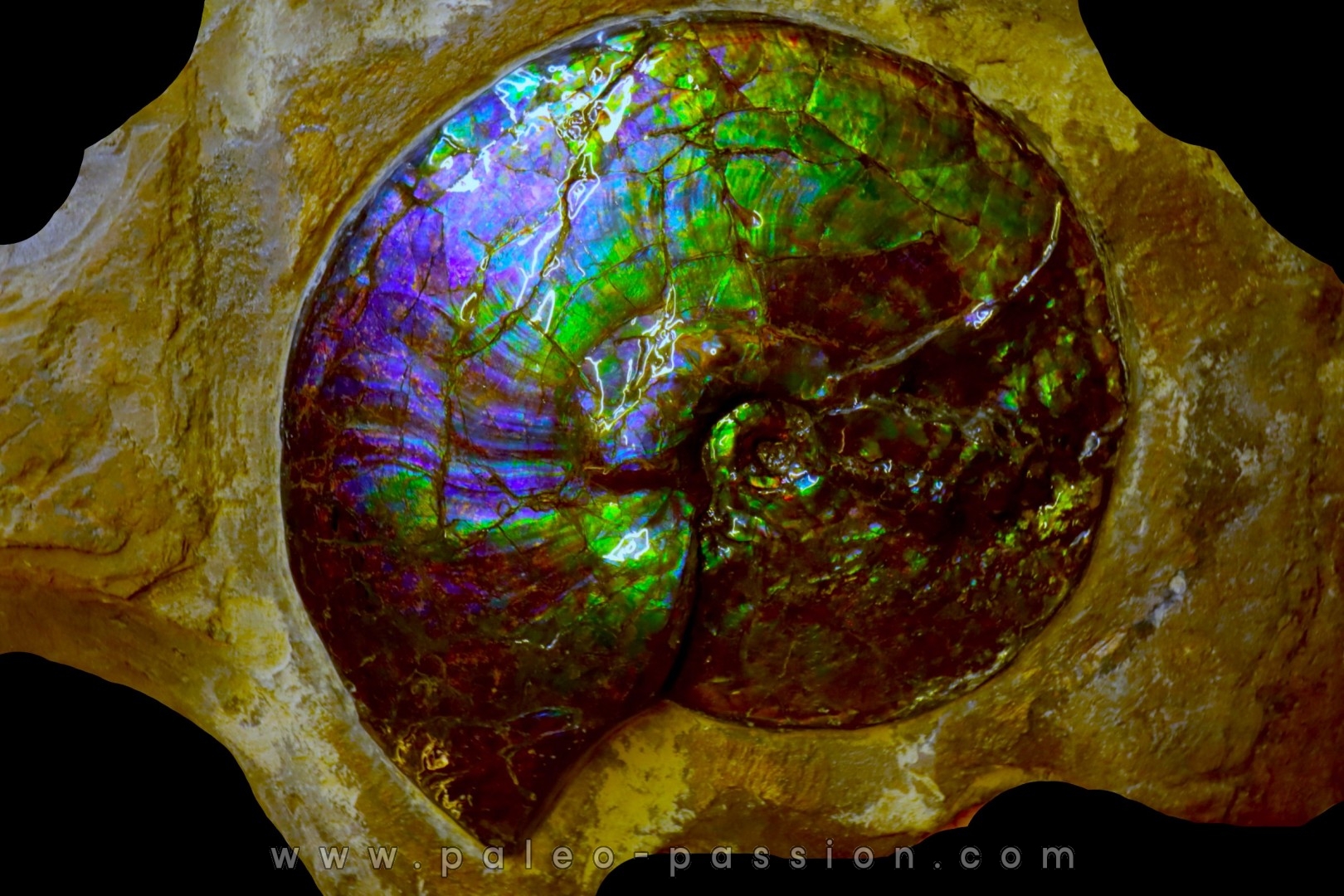 AMMOLITE : Placenticeras meeki - Alberta - CANADA