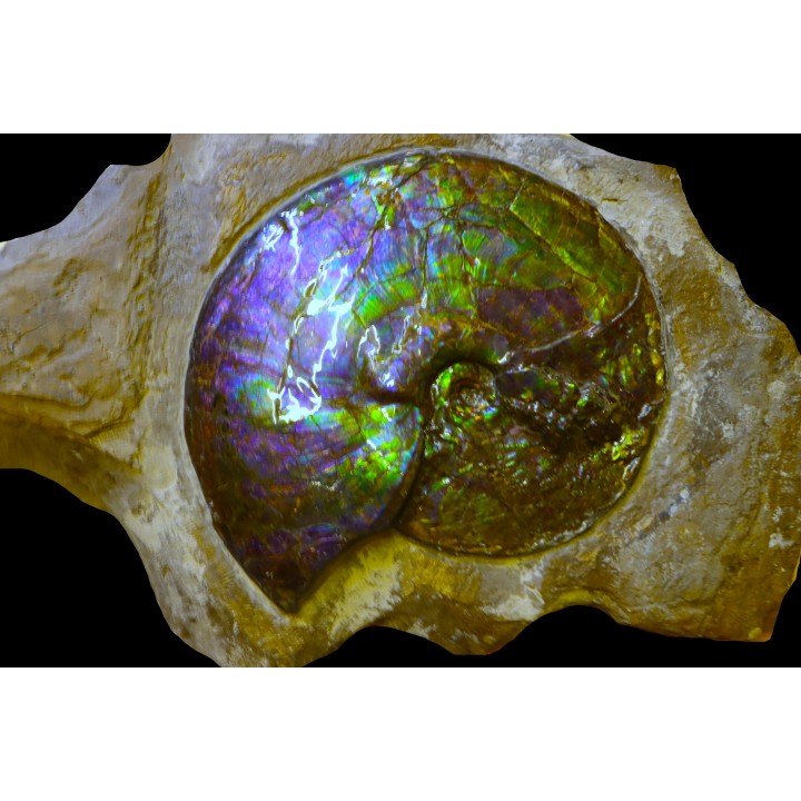 AMMOLITE : Placenticeras meeki - Alberta - CANADA