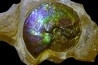 AMMOLITE : Placenticeras meeki - Alberta - CANADA