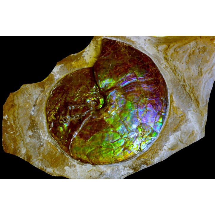 AMMOLITE : Placenticeras meeki - Alberta - CANADA