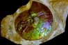 AMMOLITE : Placenticeras meeki - Alberta - CANADA