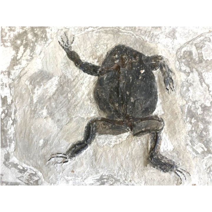 TOAD: Bufo bufo  - Tortonian, Miocène - Saint Bauzile, massif du Coiron  Ardèche, France