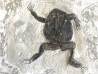 CRAPAUD : Bufo bufo - Tortonian, Miocène - Saint Bauzile, massif du Coiron Ardèche, France