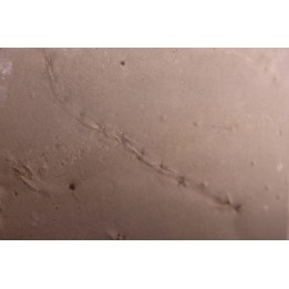 Repichnia trace fossil:  Ormathichnus monnilliformis - upper ordovicien - Kope Fmt - Wilder, Kentucky - USA