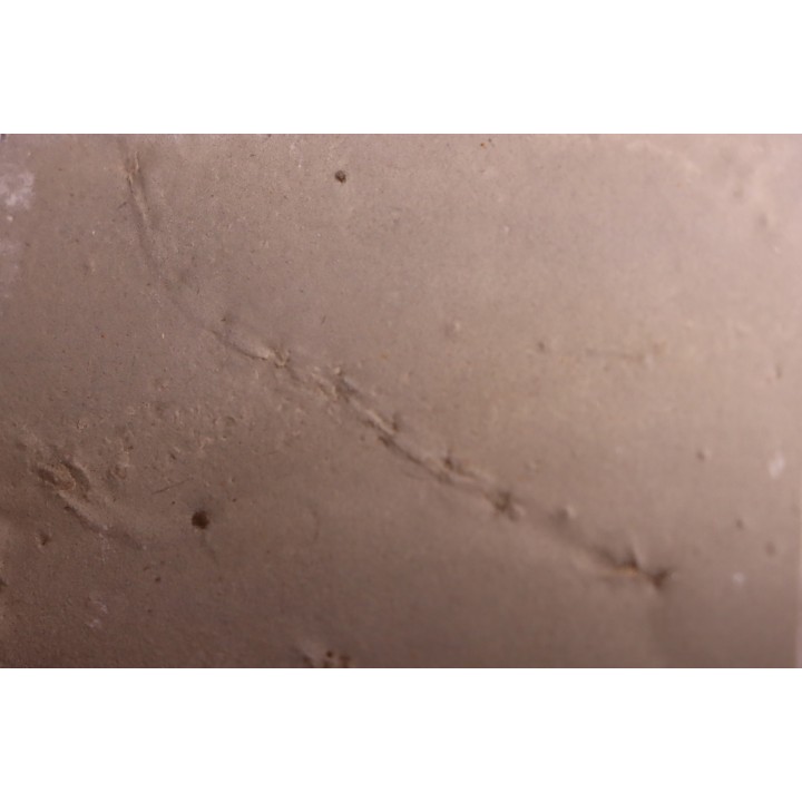 Repichnia trace fossil:  Ormathichnus monnilliformis - upper ordovicien - Kope Fmt - Wilder, Kentucky - USA