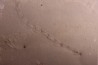 Repichnia trace fossil:  Ormathichnus monnilliformis - upper ordovicien - Kope Fmt - Wilder, Kentucky - USA