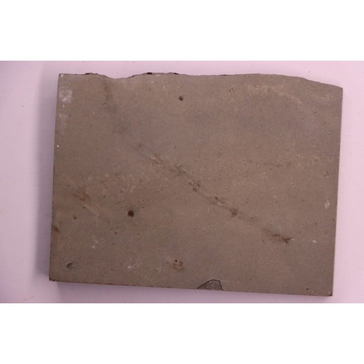 Repichnia trace fossil:  Ormathichnus monnilliformis - upper ordovicien - Kope Fmt - Wilder, Kentucky - USA