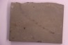 Repichnia trace fossil:  Ormathichnus monnilliformis - upper ordovicien - Kope Fmt - Wilder, Kentucky - USA