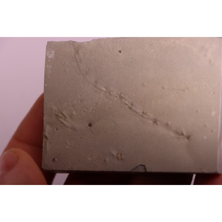 Repichnia trace fossil:  Ormathichnus monnilliformis - upper ordovicien - Kope Fmt - Wilder, Kentucky - USA