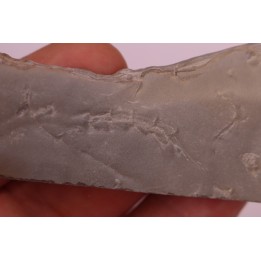 Repichnia trace fossil:  Ormathichnus monnilliformis - upper ordovicien - Kope Fmt - Boone county, Kentucky - USA