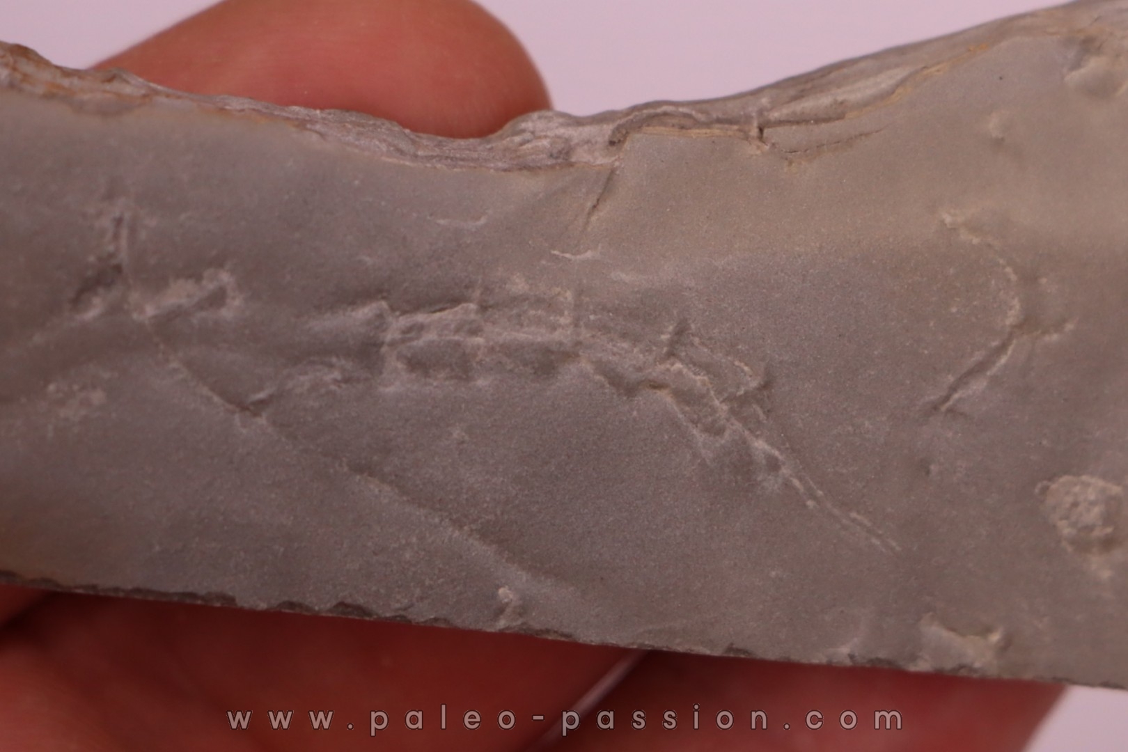 Repichnia trace fossil: Ormathichnus monnilliformis - upper ordovicien - Kope Fmt - Boone county, Kentucky - USA