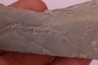 Repichnia trace fossil: Ormathichnus monnilliformis - upper ordovicien - Kope Fmt - Boone county, Kentucky - USA