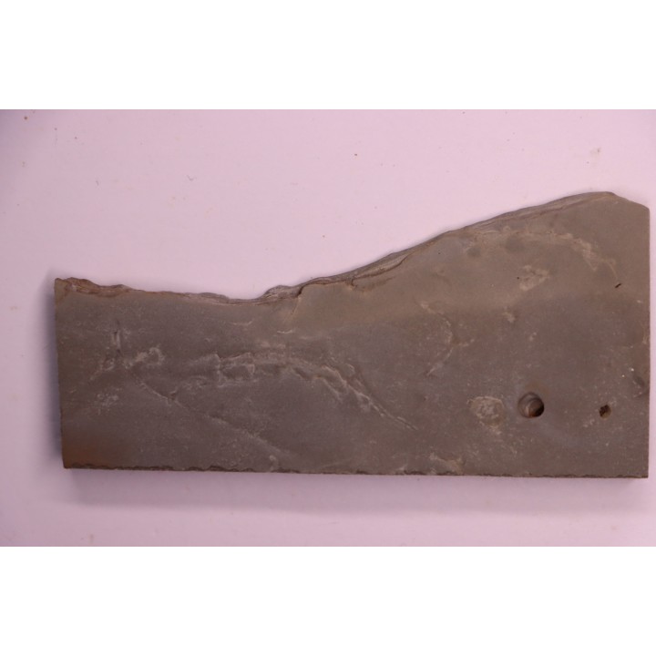 Repichnia trace fossil:  Ormathichnus monnilliformis - upper ordovicien - Kope Fmt - Boone county, Kentucky - USA