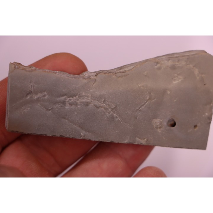 Repichnia trace fossil:  Ormathichnus monnilliformis - upper ordovicien - Kope Fmt - Boone county, Kentucky - USA