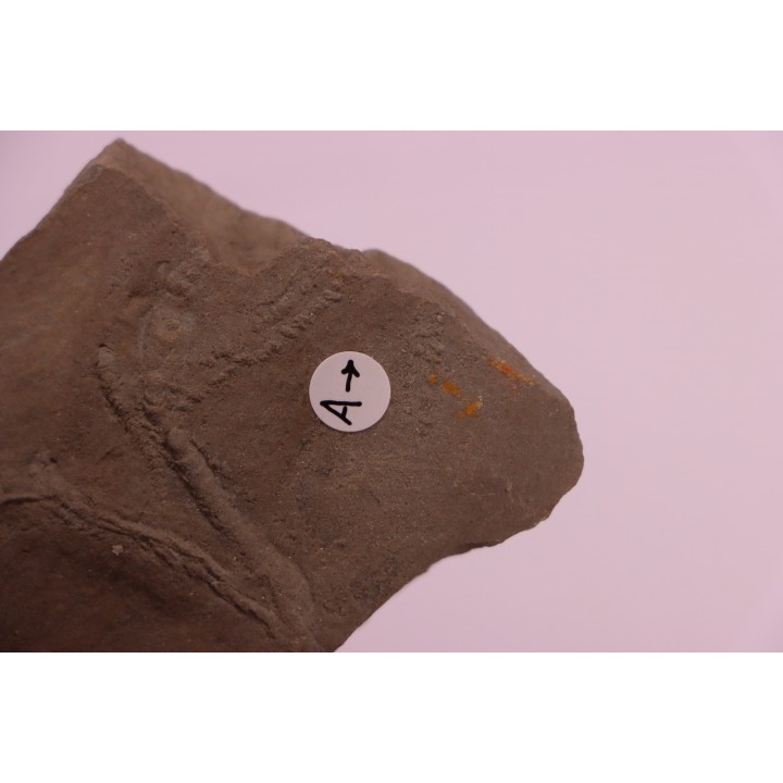 trace fossil:  - Trachomatichnus numerosum  -  Paleophycus ( type B)  upper ordovicien  Kope Fmt  Bracken county, Kentucky - USA