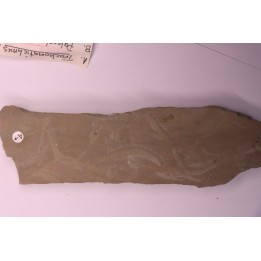 trace fossil:  - Trachomatichnus numerosum  -  Paleophycus ( type B)  upper ordovicien  Kope Fmt  Bracken county, Kentucky - USA