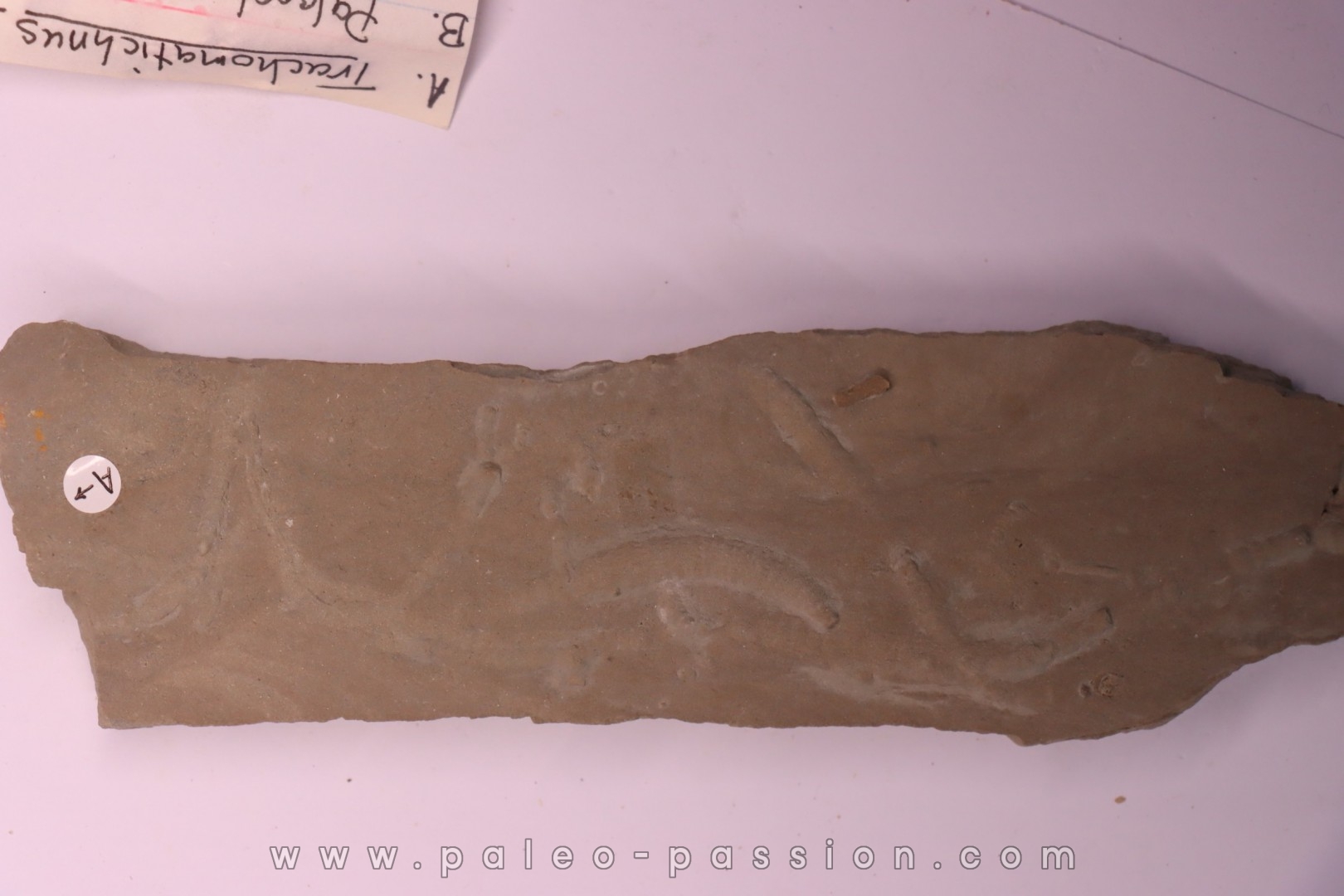 trace fossil: Trachomatichnus numerosum - Paleophycus ( type B) upper ordovician Kope Fmt Bracken county, Kentucky - USA