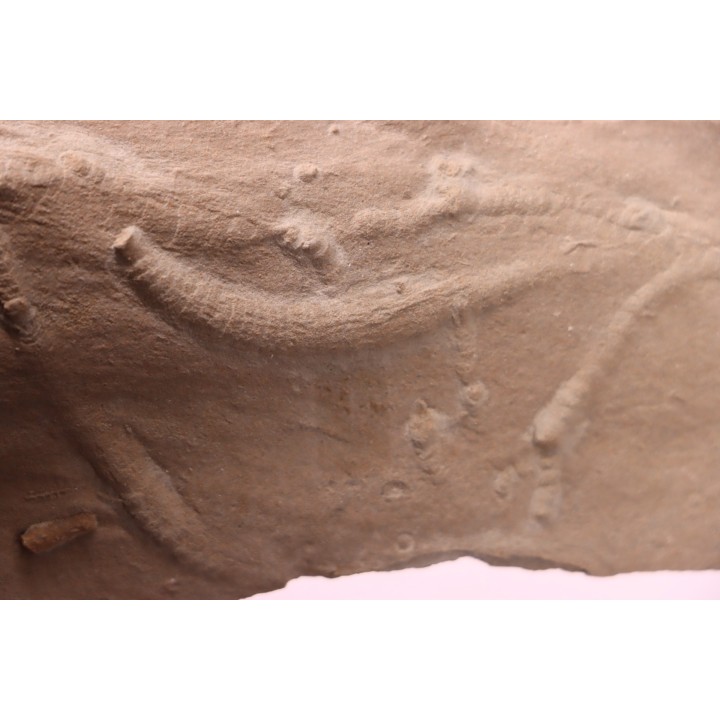 trace fossil:  - Trachomatichnus numerosum  -  Paleophycus ( type B)  upper ordovicien  Kope Fmt  Bracken county, Kentucky - USA