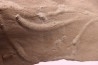 trace fossil: Trachomatichnus numerosum - Paleophycus ( type B) upper ordovician Kope Fmt Bracken county, Kentucky - USA