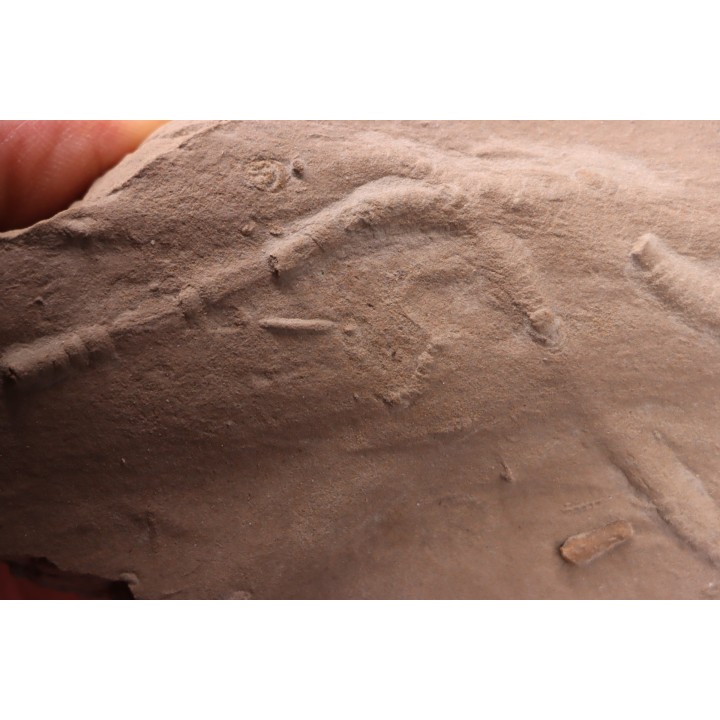 trace fossil: Trachomatichnus numerosum  - Paleophycus ( type B)  upper ordovician  Kope Fmt  Bracken county, Kentucky - USA