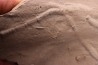 trace fossil: - Trachomatichnus numerosum - Paleophycus ( type B) upper ordovicien Kope Fmt Bracken county, Kentucky - USA