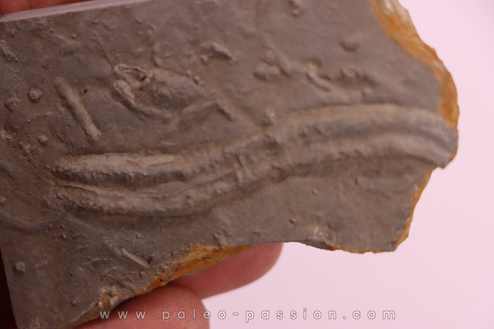 Trilobite tracks: Cruziana upper ordovicien Kope Formation Campbell county, Kentucky - USA
