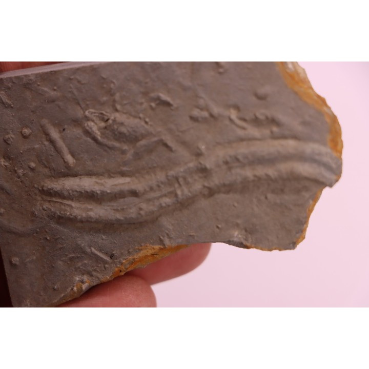 Trilobite tracks:  Cruziana  upper ordovicien  Kope Formation  Campbell county, Kentucky - USA