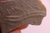 Trilobite tracks: Cruziana upper ordovicien Kope Formation Campbell county, Kentucky - USA