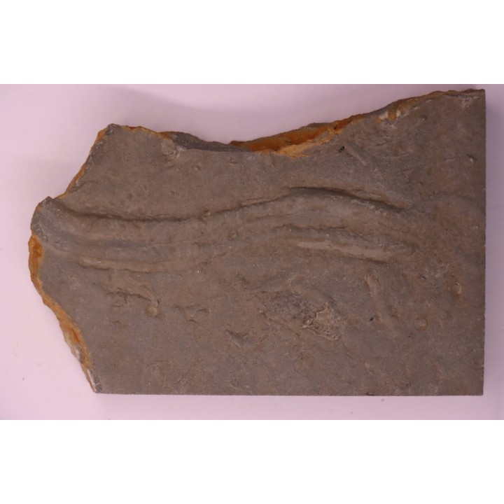 Trilobite tracks:  Cruziana  upper ordovicien  Kope Formation  Campbell county, Kentucky - USA
