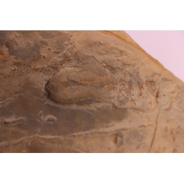Cryptolithus Trilobite trace:  Rusophycus crytolithi  upper ordovician  Kope Fmt - Hamilton County, Ohio - USA