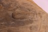Cryptolithus Trilobite trace:  Rusophycus crytolithi  upper ordovician  Kope Fmt - Hamilton County, Ohio - USA