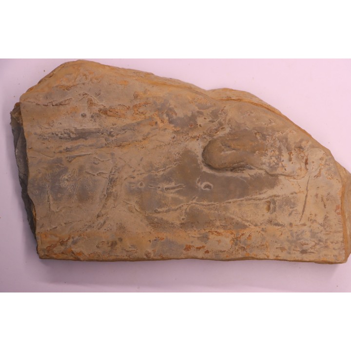 Cryptolithus Trilobite trace:  Rusophycus crytolithi  upper ordovician  Kope Fmt - Hamilton County, Ohio - USA