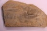 Cryptolithus Trilobite trace:  Rusophycus crytolithi  upper ordovicien  Kope Fmt -Hamilton County, Ohio - USA