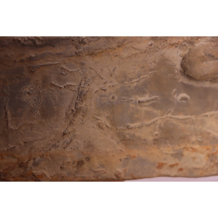 Cryptolithus Trilobite trace:  Rusophycus crytolithi  upper ordovicien  Kope Fmt -Hamilton County, Ohio - USA