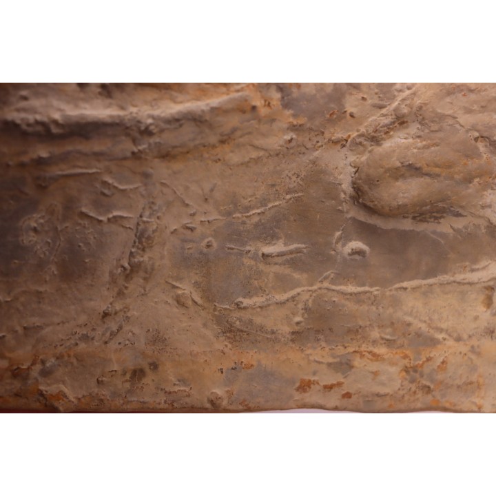 Cryptolithus Trilobite trace:  Rusophycus crytolithi  upper ordovicien  Kope Fmt -Hamilton County, Ohio - USA