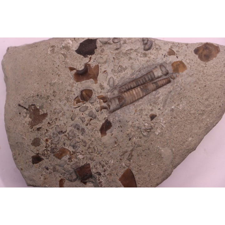 cephalopods  Endoceras sp.  upper ordovicien  Kope Formation  Kenton county, Kentucky - USA