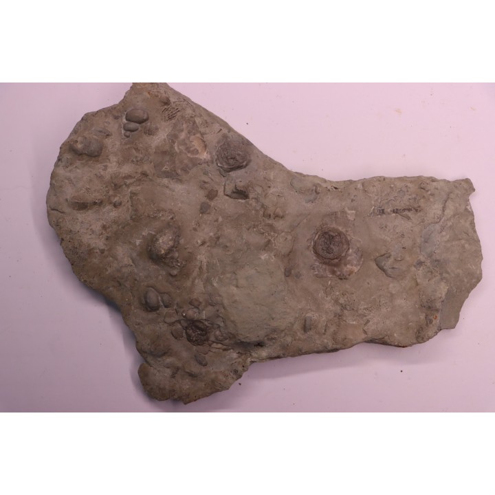 Edrioasteroida  Carneyella pilea  Fairmount Formation  upper ordovicien  Hamilton County, Ohio - USA