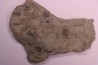 Edrioasteroida  Carneyella pilea  Fairmount Formation  upper ordovicien  Hamilton County, Ohio - USA