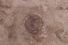 Edrioasteroida  Carneyella pilea  Fairmount Formation  upper ordovicien  Hamilton County, Ohio - USA