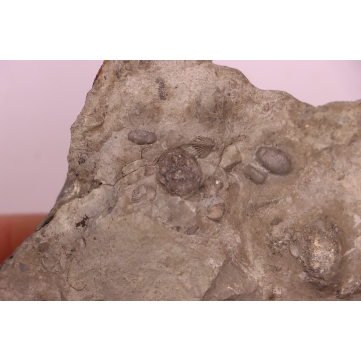 Edrioasteroida  Carneyella pilea  Fairmount Formation  upper ordovicien  Hamilton County, Ohio - USA