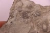 Edrioasteroida  Carneyella pilea  Fairmount Formation  upper ordovicien  Hamilton County, Ohio - USA