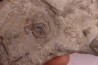 Edrioasteroida  Carneyella pilea  Fairmount Formation  upper ordovicien  Hamilton County, Ohio - USA