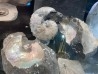 Discoscaphites conradi  Maestrichtien  Fox Hill formation  Wyoming - USA